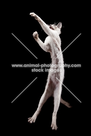 4 month old Peterbald cat, reaching