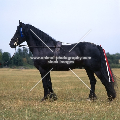 lummas duke, dales pony stallion,  full body 