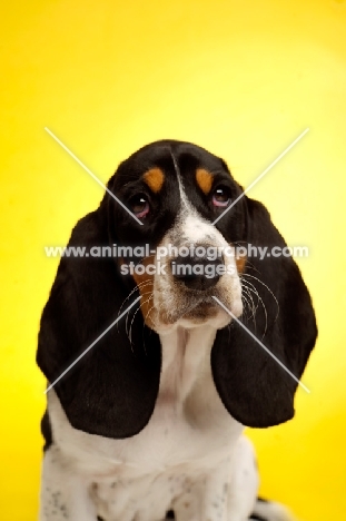 Basset Hound cross Spaniel puppy on a yellow background