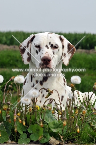 brown spotted Dalmatian