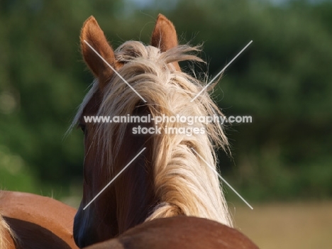 Suffolk Punch back view