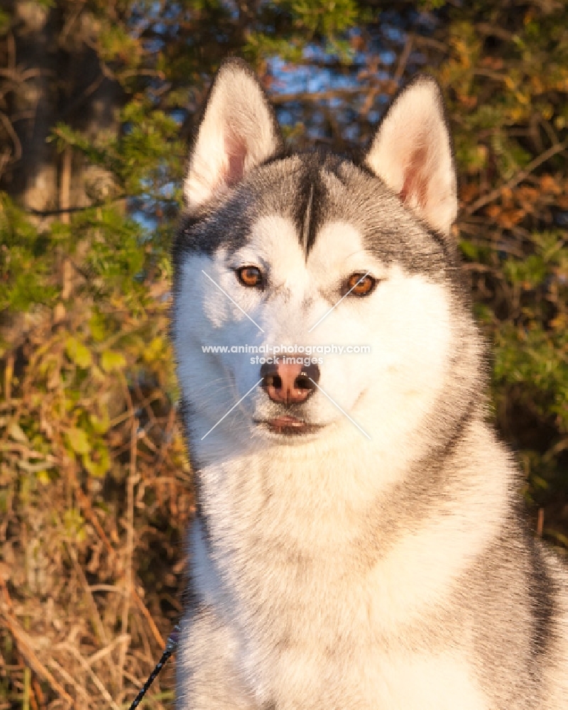 Husky portrait