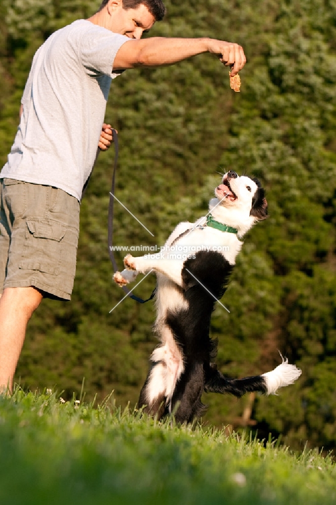 Border collie jumping up for treat