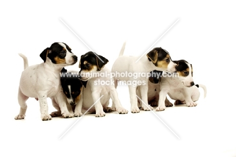 Six Jack Russell puppies isolated on a white background