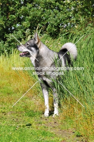 Swedish Elkhound (aka Jamthund)