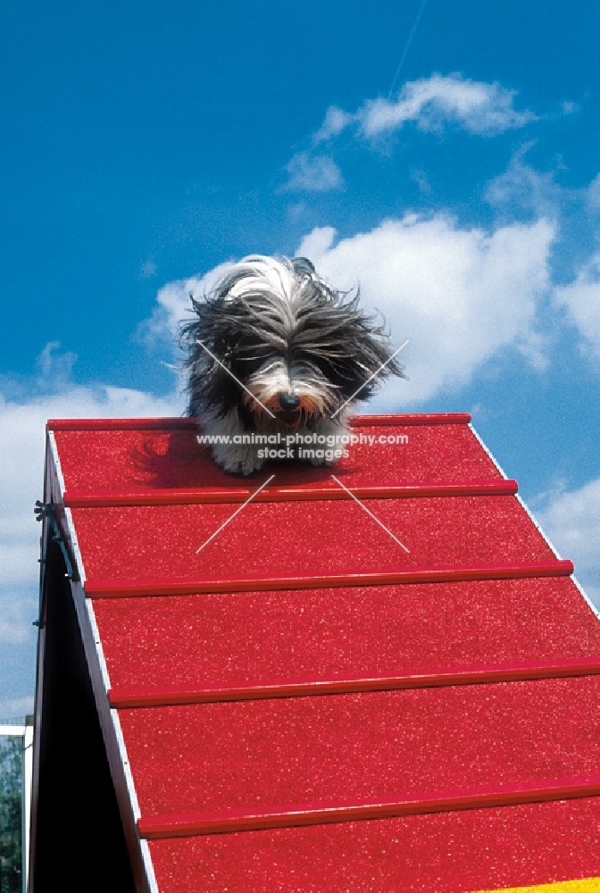 Bearded Collie taking the A-frame for Agility