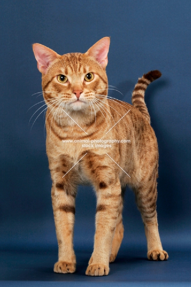 Ocicat standing, cinnamon spotted tabby colour