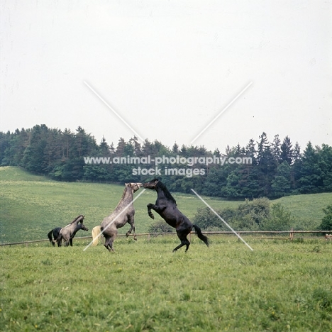 lipizzaners and austrian half bred colts in a mock fight at piber