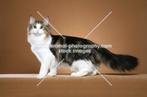 Norwegian Forest Cat on beige background