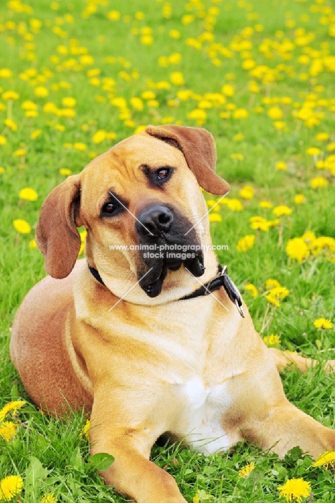 boerboel looking at camera