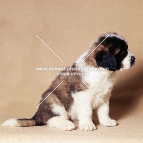 st bernard puppy sitting