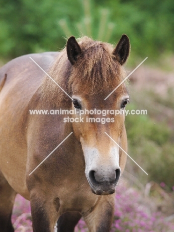 Exmoor Pony, blurred background
