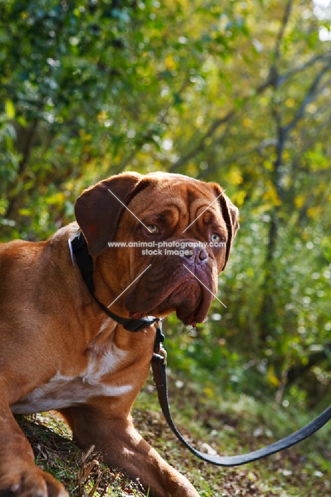 dogue de bordeaux on lead