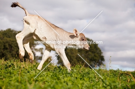 Swiss brown calf bucking in field