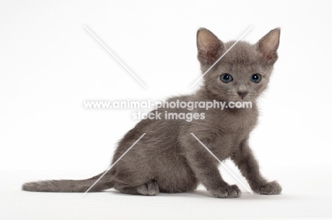 cute Russian Blue kitten sitting on white background