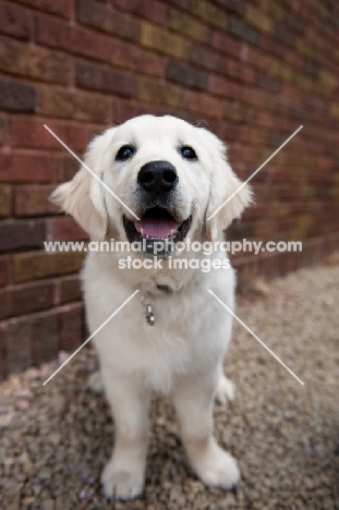 Golden retriever puppy smiling in front of brick wall.
