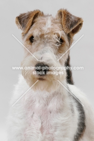 young wirehaired fox terrier, portrait