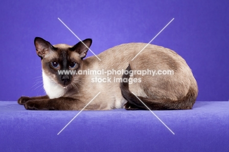 seal point Siamese cat on purple backdrop, full body