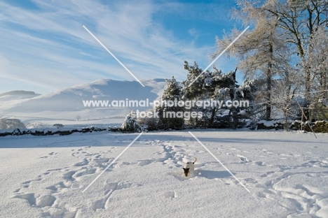 Jack Russell Terrier walking in snowy field