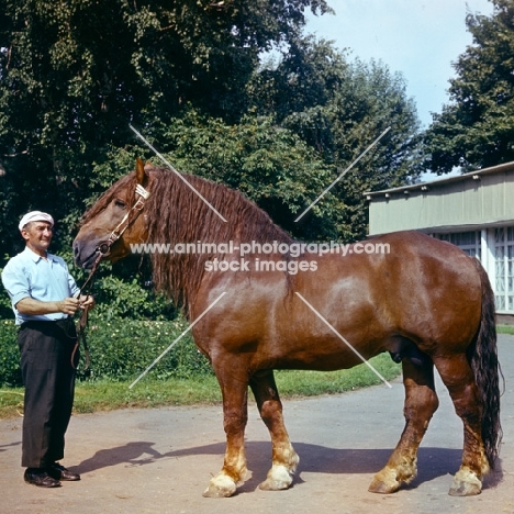 lithuanian heavy draught horse 