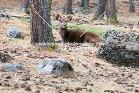 female Sambar deer in Bhutan