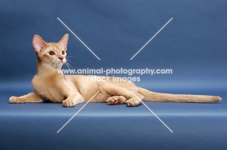 fawn Abyssinian, lying down