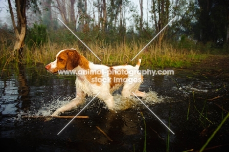 Brittany spaniel wading through water