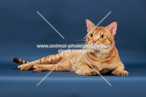 Ocicat lying down, cinnamon spotted tabby colour