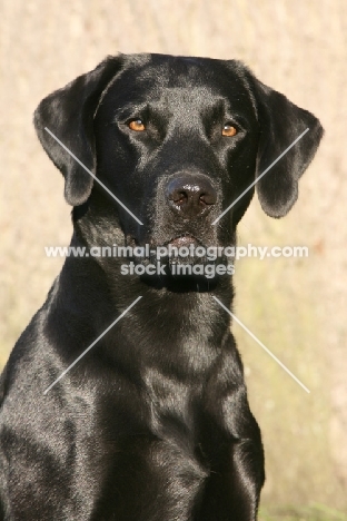 shiny black Labrador Retriever