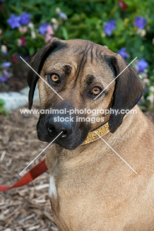 Rhodesian ridgeback frowning