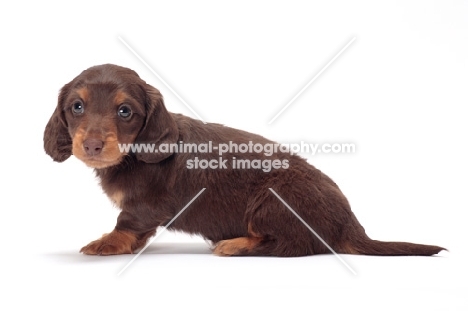longhaired miniature Dachshund puppy sitting down on white background