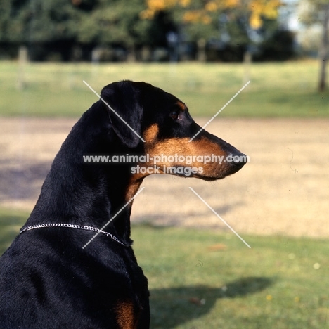 ch iceberg of tavey dobermann head study