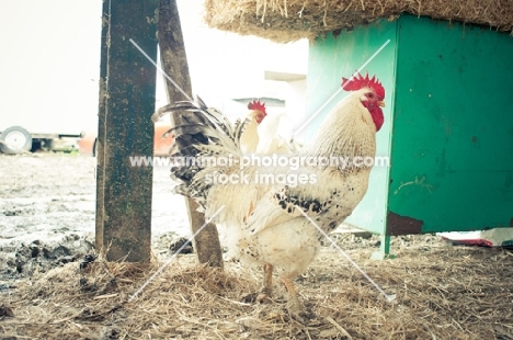 Light Sussex Cockerel in barn