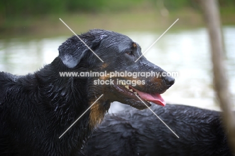 Profile shot of a wet Beauceron