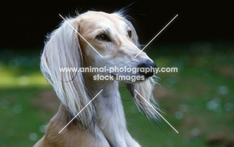 saluki against grass background