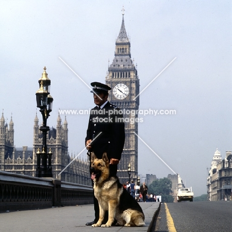 german shepherd dog from druidswood, police dog near big ben