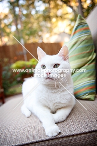 white cat restin on outdoor chair