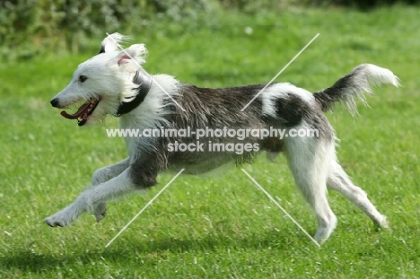 running Lurcher, side view