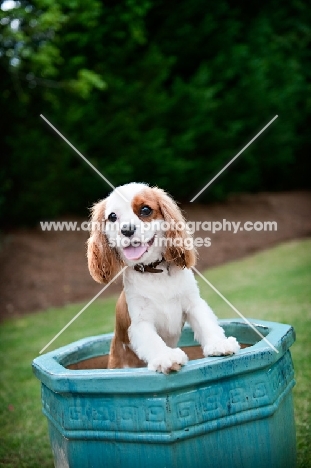 1 year old Cavalier King Charles Spaniel