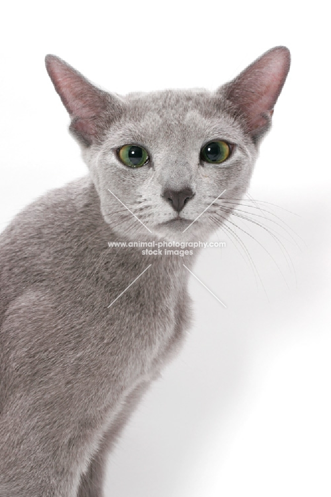 Russian Blue head study