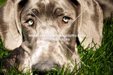 great dane resting head in grass