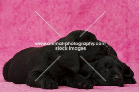 Sleepy Black Labrador Puppies lying on a pink background