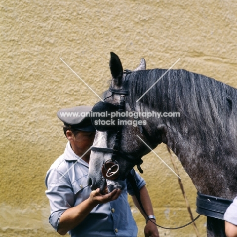 lipizzaner receiving reward from driver, piber