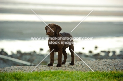 chocolate Labrador Retriever puppy