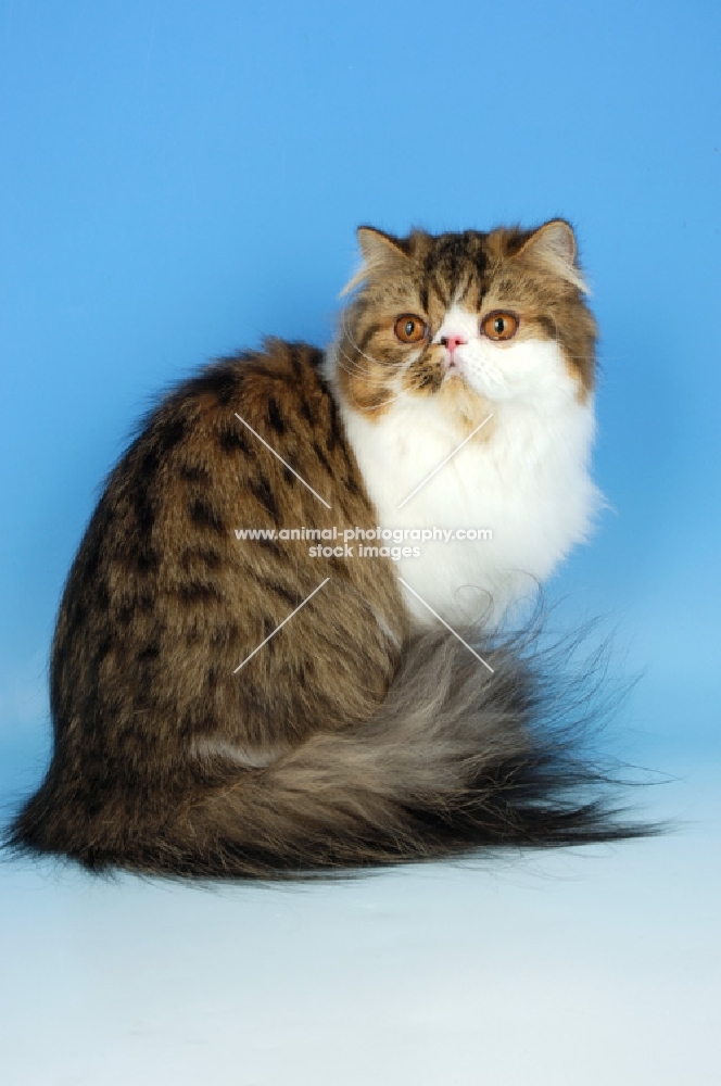 brown tabby and white persian cat