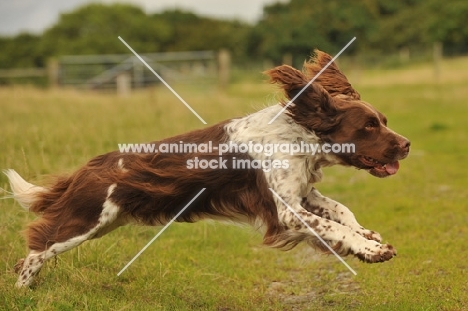 English Springer Spaniel