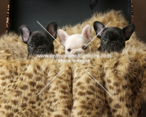 three very young French Bulldog puppies in suitcase