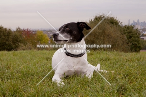black and white crossbred Staffie dog (crossed with Whippet / Pointer / Jack Russell) laying down on Hampstead Heath, with London cityscape in background.