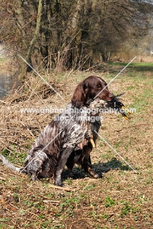 small Munsterlander with retrieved duck