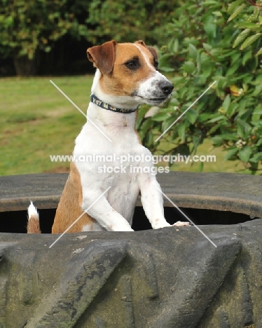 jack russell in a tractor tyre